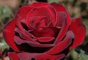 Realistic Red Rose